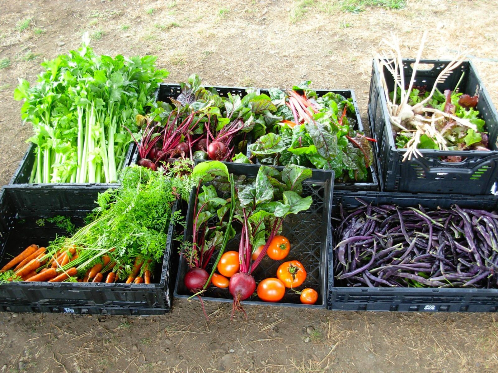 Various vegetables in baskets in a garden