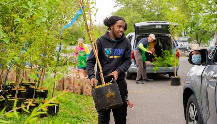 An African American person carrying a tree to another person's car.