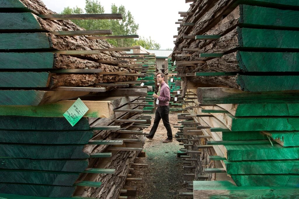 A man walking amongst cut tree logs