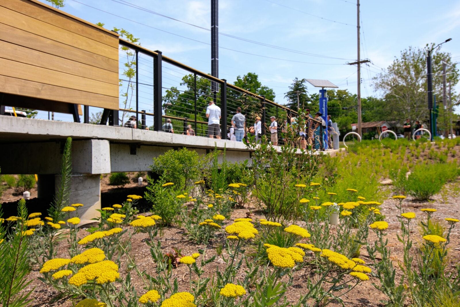 Wildflowers in a city park