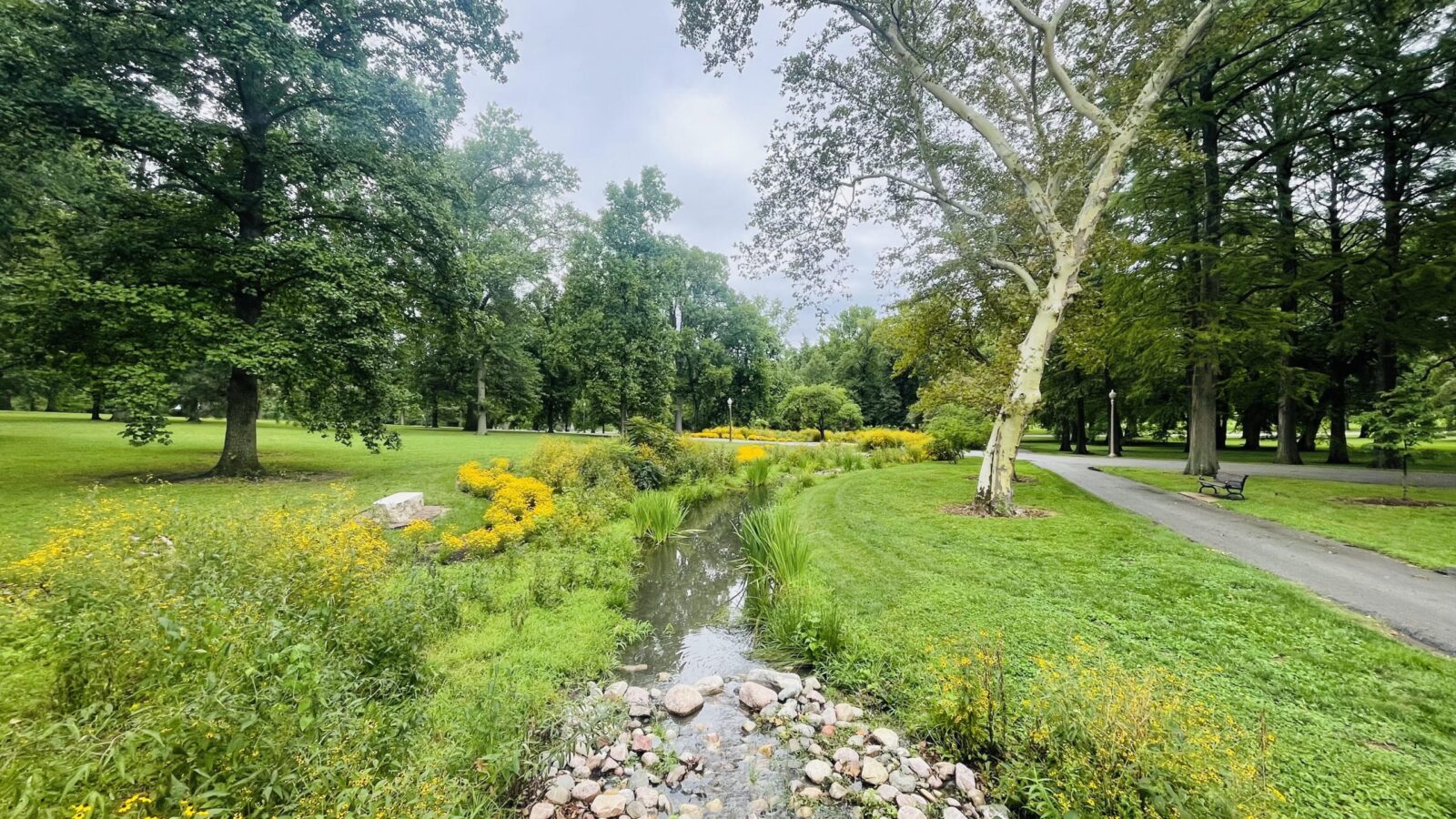 A lush green park with yellow flowers and a small creek